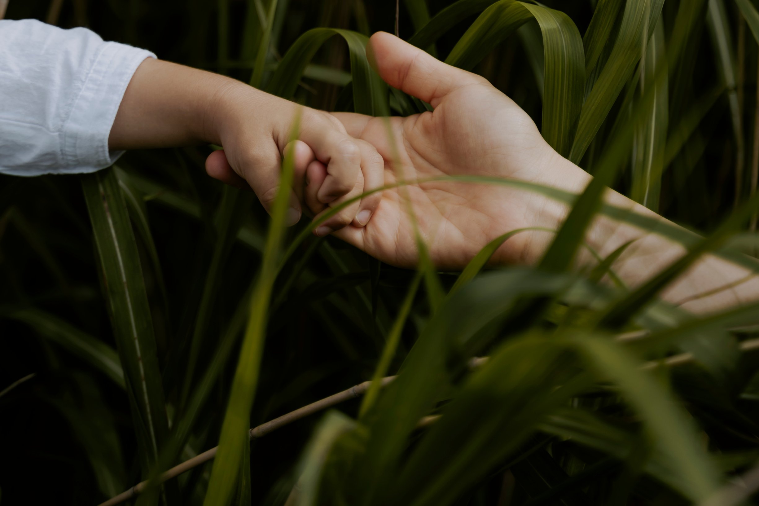 Hands of a Child and Mother in Forest Grass